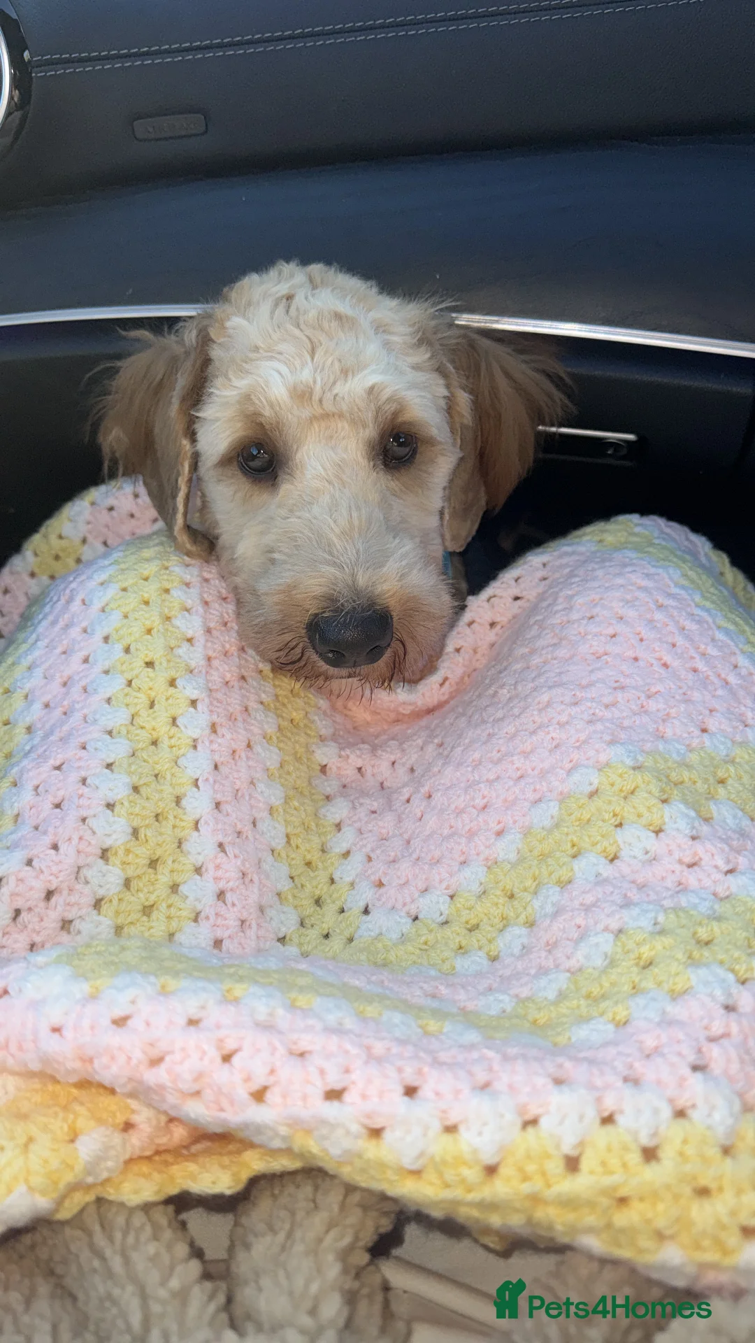 Australian Labradoodle dogs for sale: Adorable Australian labradoodle  - Advert 5