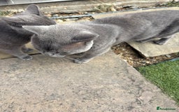 British Shorthair cats for sale: British Shorthair chocolate/grey colours  - Image 20