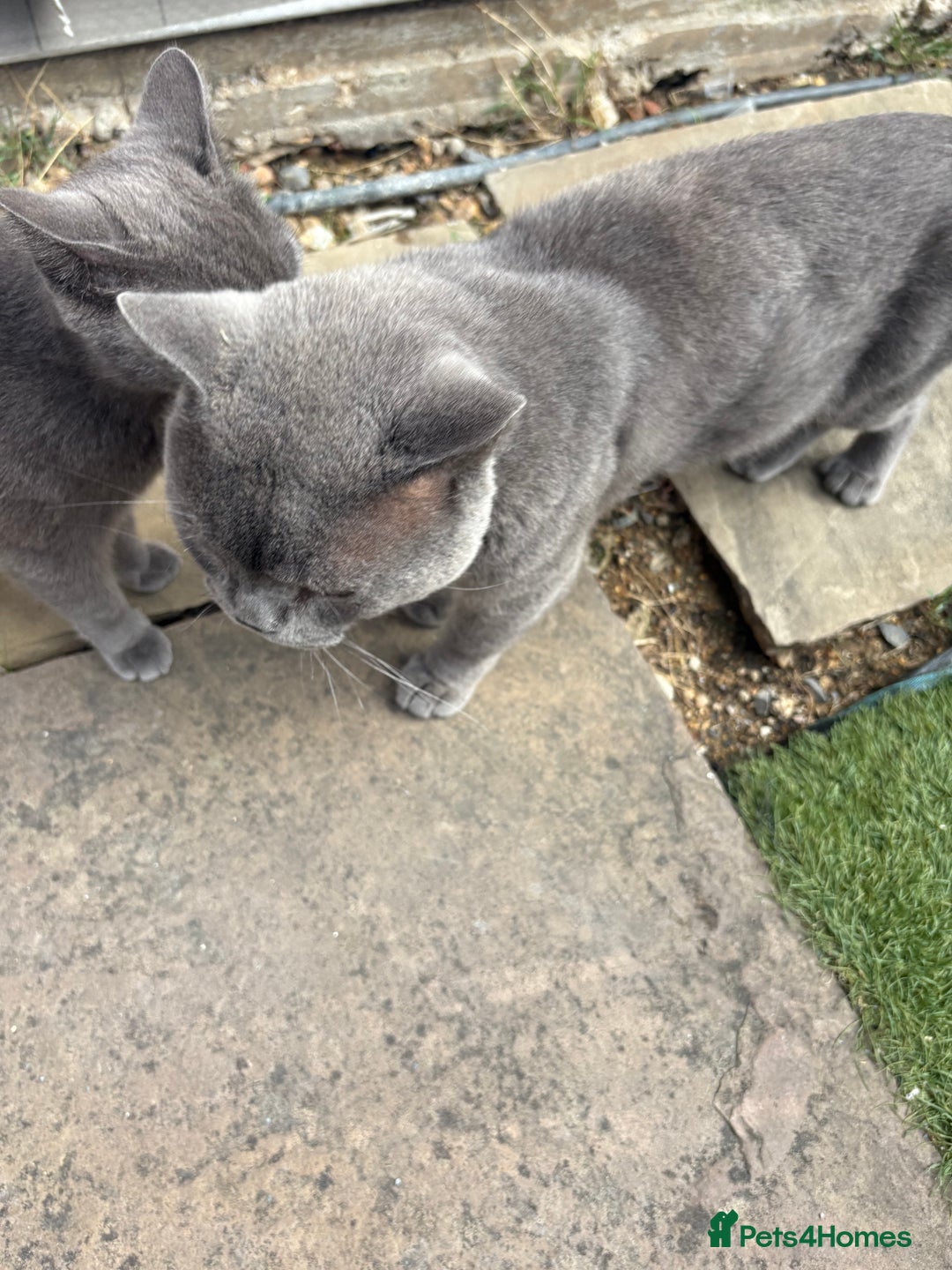 British Shorthair cats for sale: British Shorthair chocolate/grey colours  - Image 20