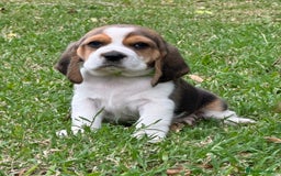 Beagle dogs for sale: Home adorable Beagle Puppies  - Image 4
