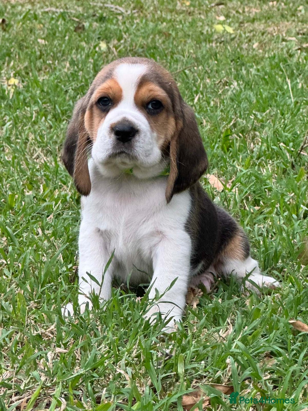 Beagle dogs for sale: Home adorable Beagle Puppies  - Image 4