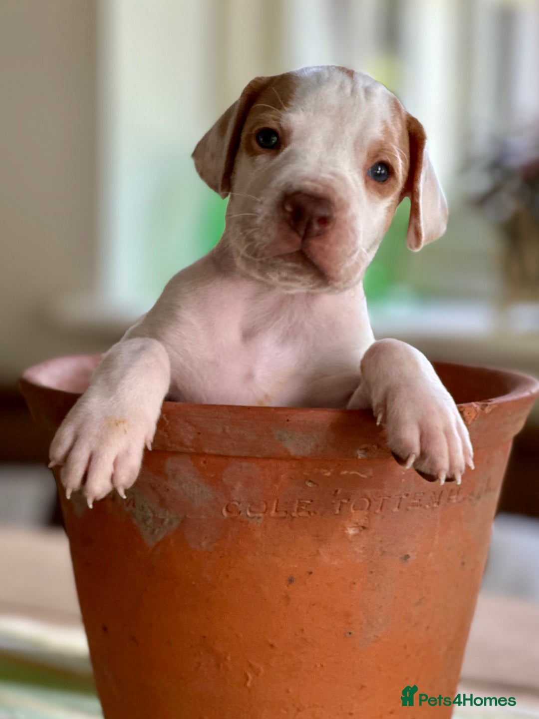 Pointer dogs for sale: KC reg Pointer Puppies - Image 14