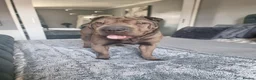 Shar Pei dogs for sale: Male and female shar pei - Advert 2