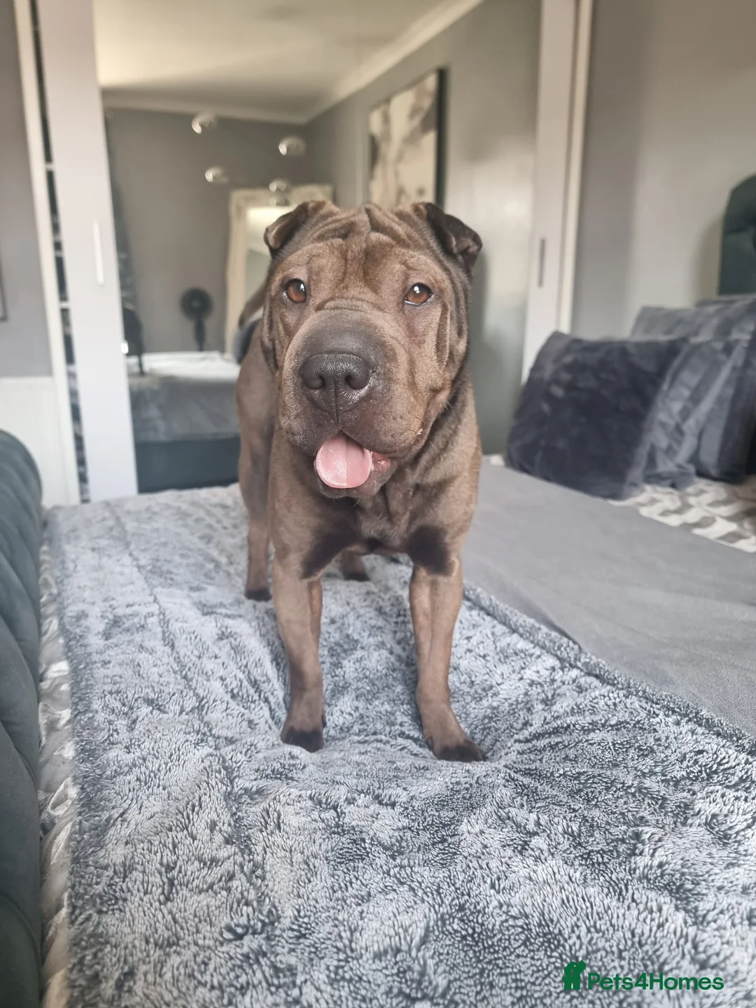 Shar Pei dogs for sale: Male and female shar pei - Advert 2