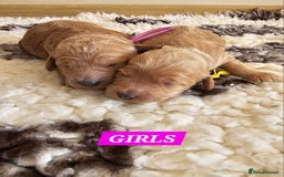 Australian Labradoodle dogs for sale: STUNNING FULLY HEALTH TESTED PUPPIES 🌟🐾 - Image 14
