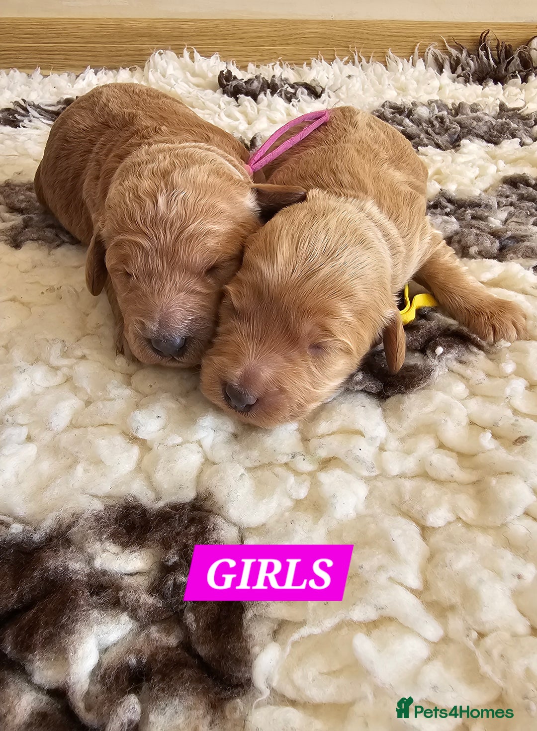 Australian Labradoodle dogs for sale: STUNNING FULLY HEALTH TESTED PUPPIES 🌟🐾 - Image 14