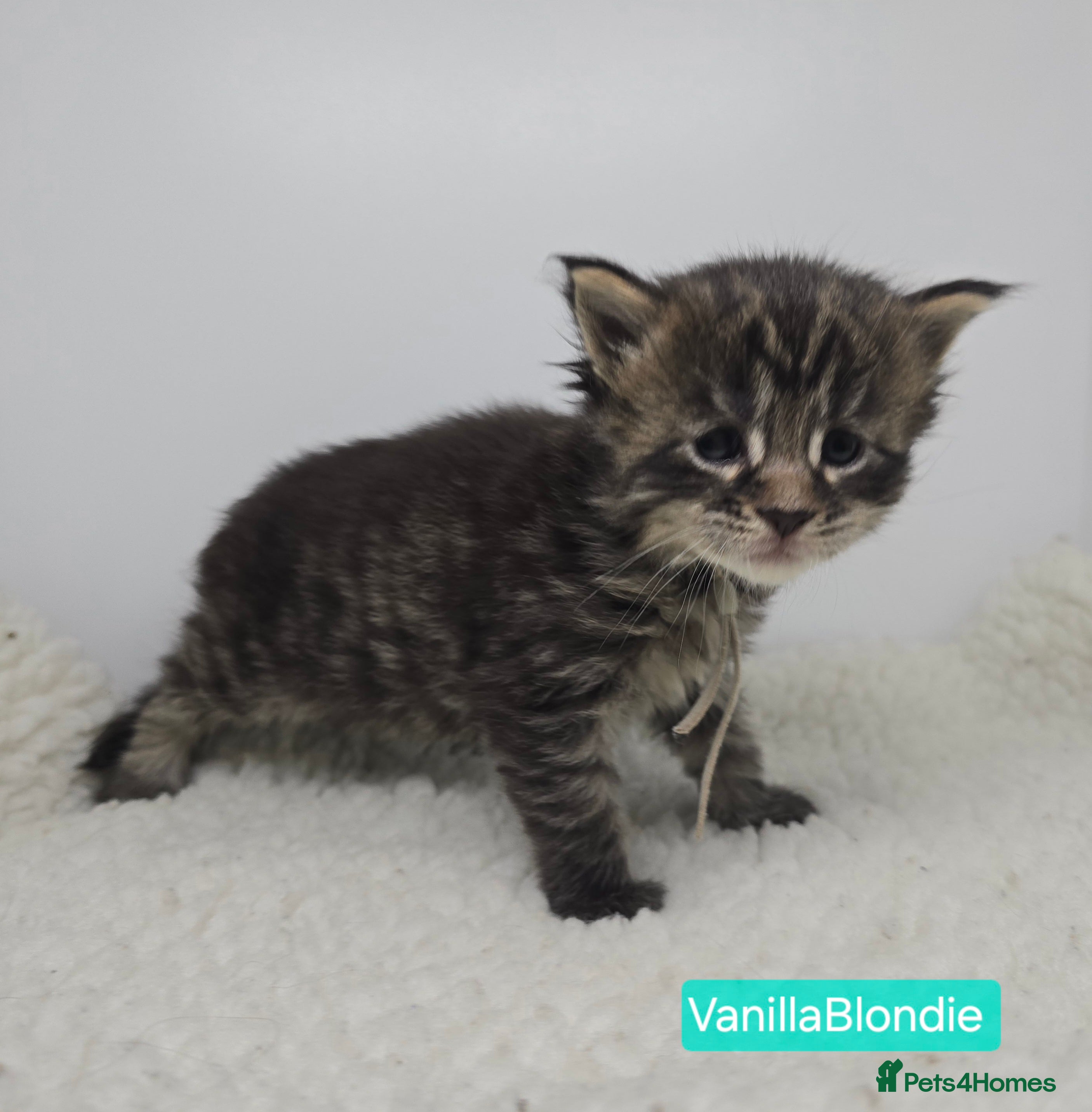 Maine Coon cats Beautiful TICA Pedigree Maine Coon Kittens - Advert 10