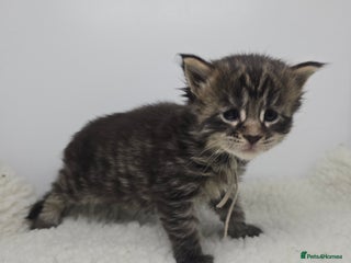 Maine Coon cats Beautiful TICA Pedigree Maine Coon Kittens - Advert 3