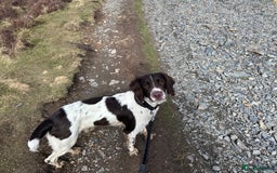 English Springer Spaniel dogs for stud: English Springer Spaniel for Stud - Image 3