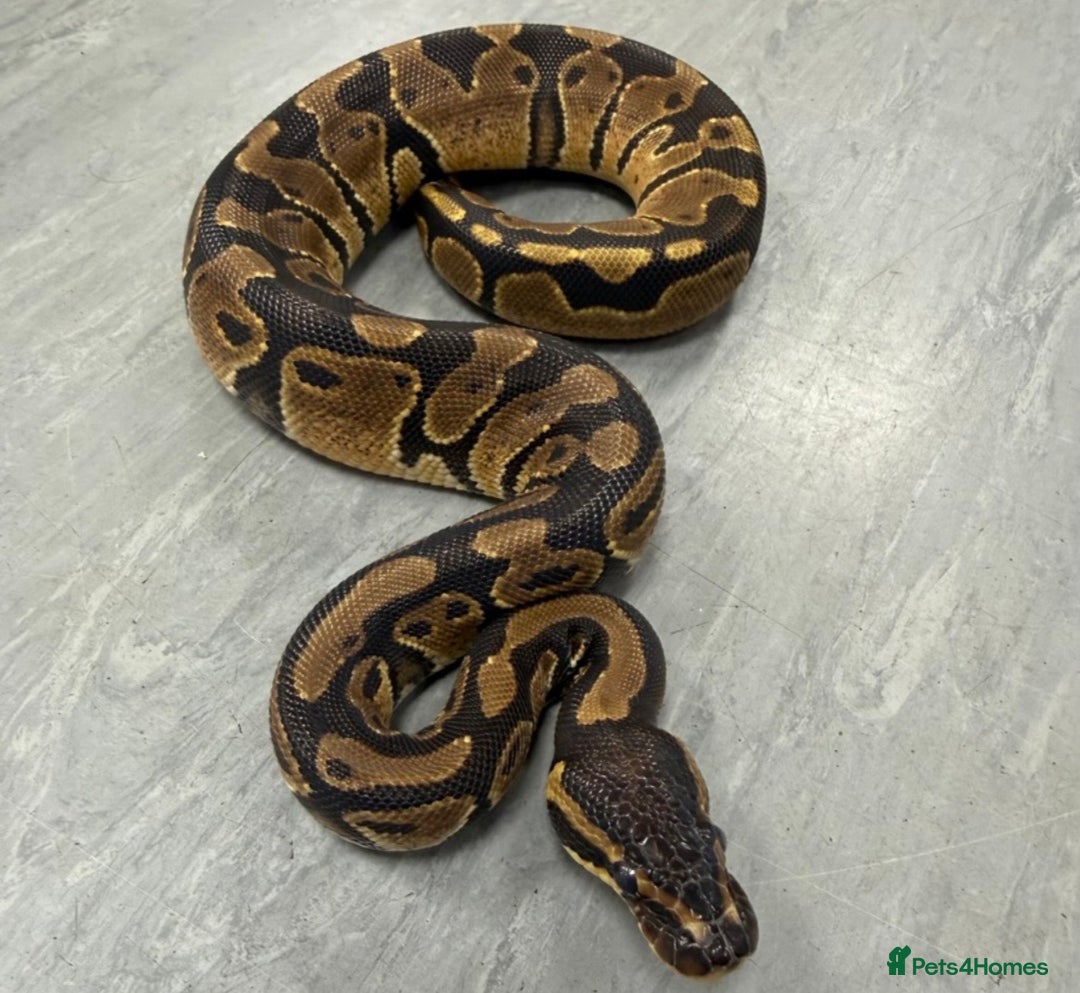 Python Snake reptiles for sale: Royal pythons  - Advert 9