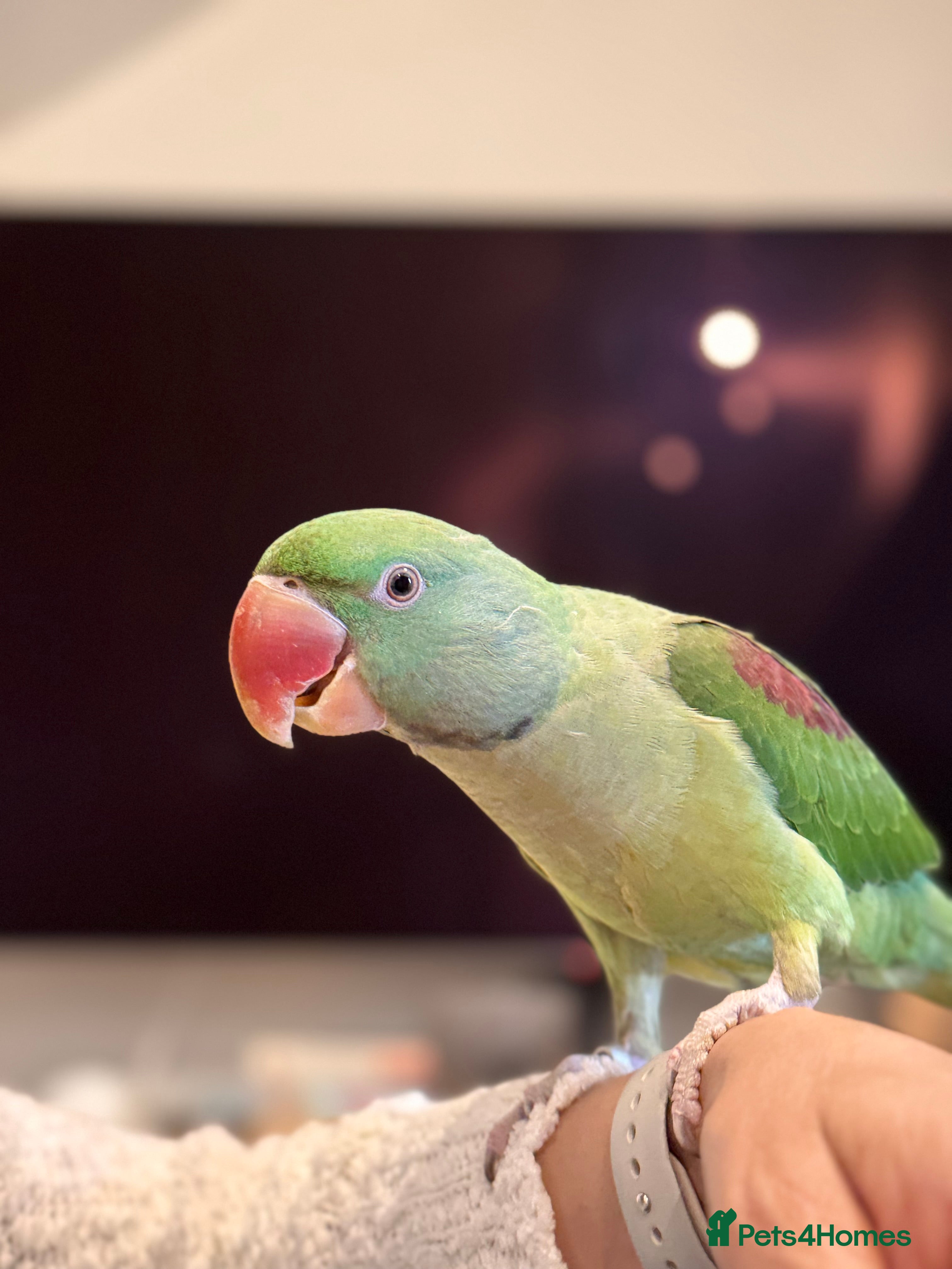 Parakeets birds DNA Certified Alexandrine Male Baby - Advert 1