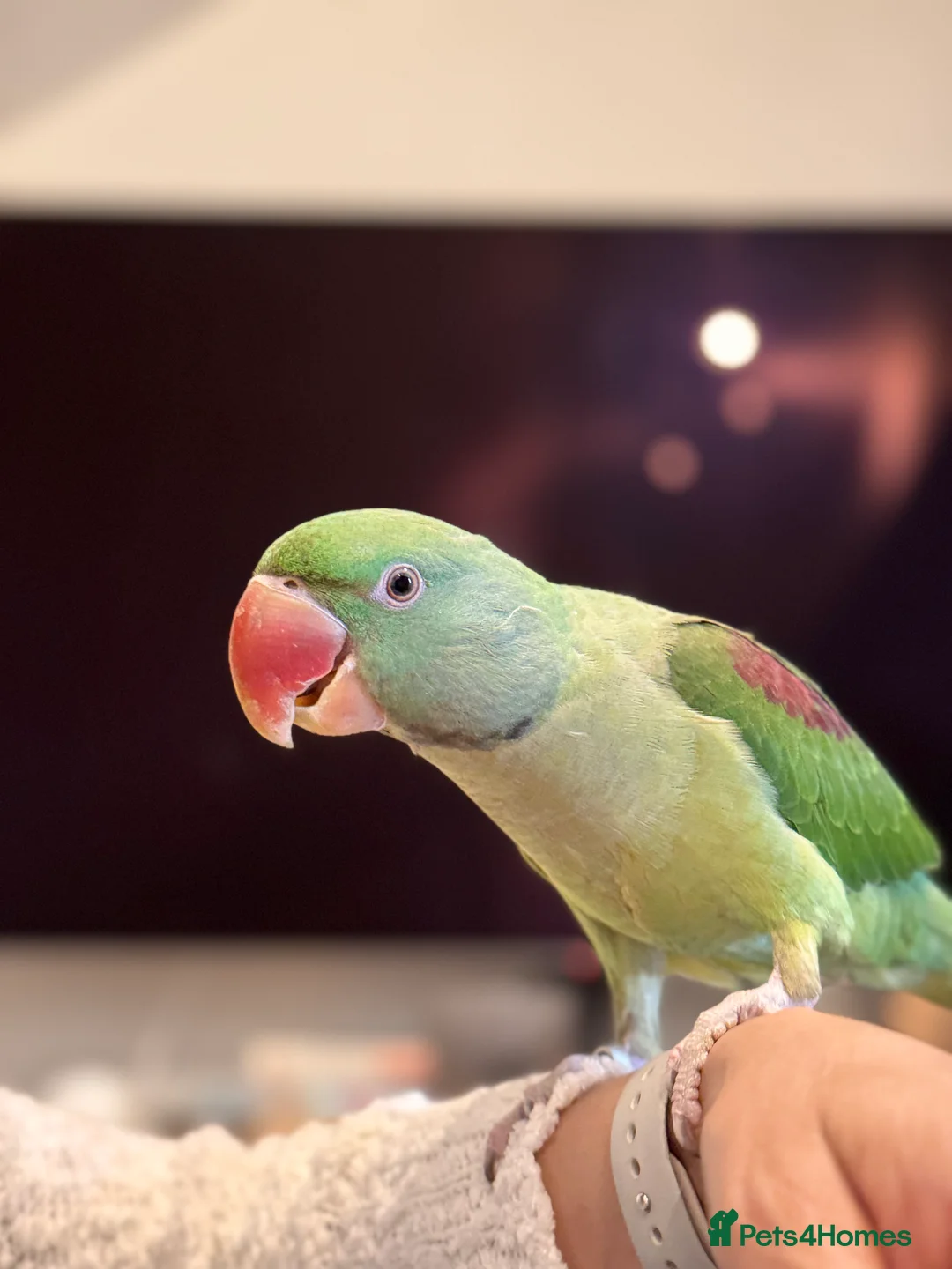 Parakeets birds for sale: DNA Certified Alexandrine Male Baby - Advert 1