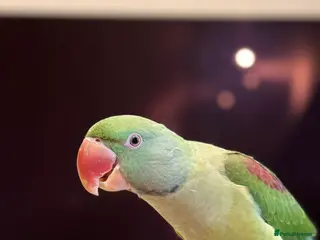 Parakeets birds DNA Certified Alexandrine Male Baby - Advert 1