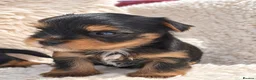 Yorkshire Terrier dogs for sale: Gorgeous boys! - Advert 9