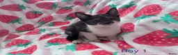 Mixed Breed cats for sale: 5 Kittens Ready to Go! - Advert 8