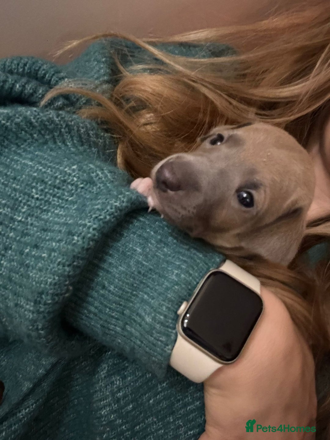 Mixed Breed dogs for sale: Beautiful Wiggy Litter 3/4 Italian Greynound - Advert 7