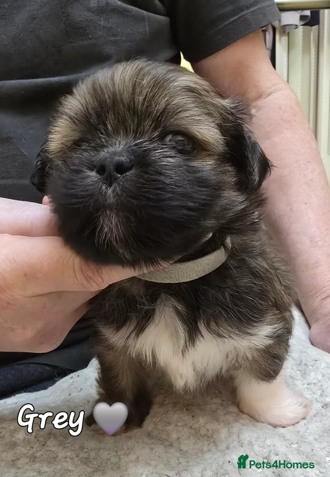 Lhasa Apso dogs for sale: Lhasa Apso Pups For Sale PARENTS PRA4 CLEAR  - Advert 8