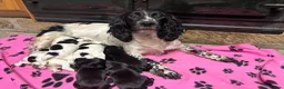 Sprocker dogs for sale: Stunning F1 Sprocker Puppies 5⭐️🏡 - Advert 7
