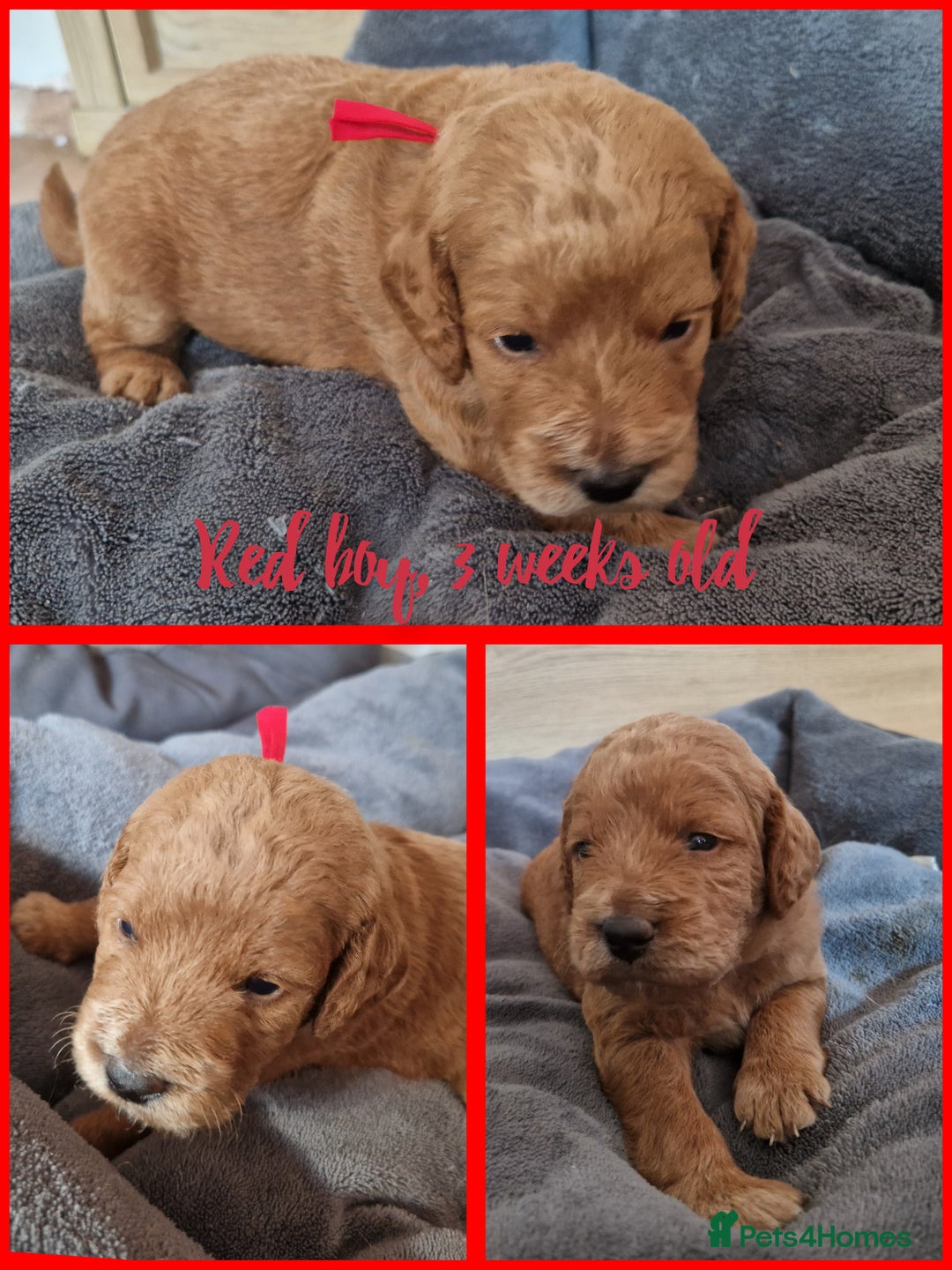 Labradoodle dogs for sale: DNA health tested F1b miniature labradoodles  - Image 4