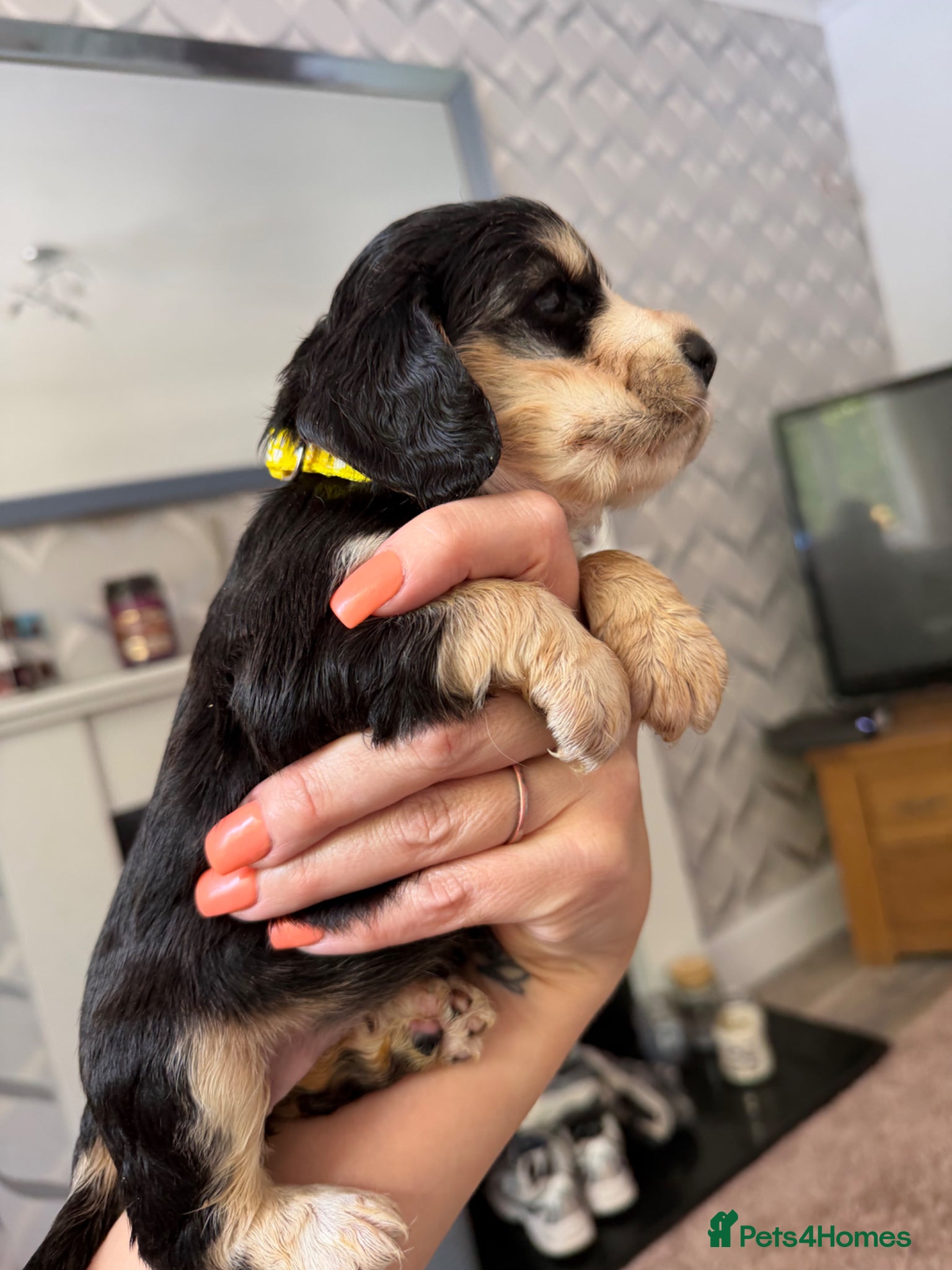Cocker Spaniel dogs Beautiful cocker spaniel babies  - Advert 13