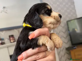 Cocker Spaniel dogs Beautiful cocker spaniel babies - Advert 13