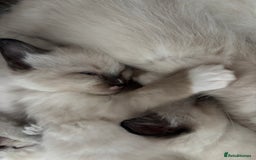 Ragdoll cats for sale: Beautiful Ragdoll kittens - Image 3
