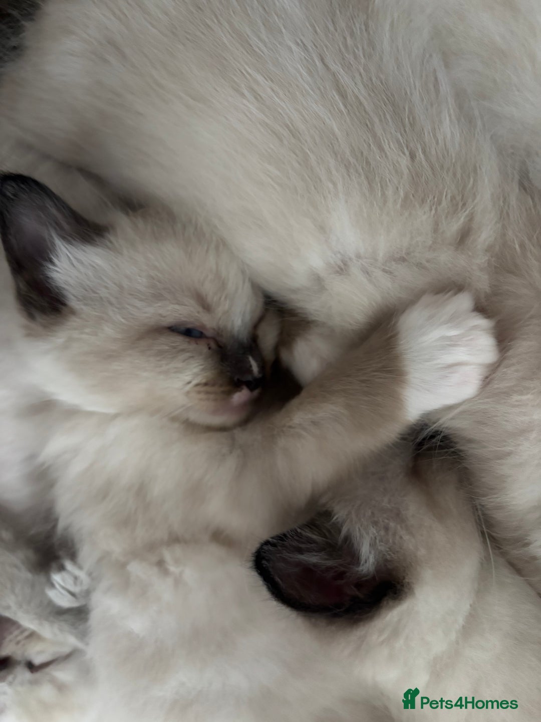Ragdoll cats for sale: Beautiful Ragdoll kittens - Image 3