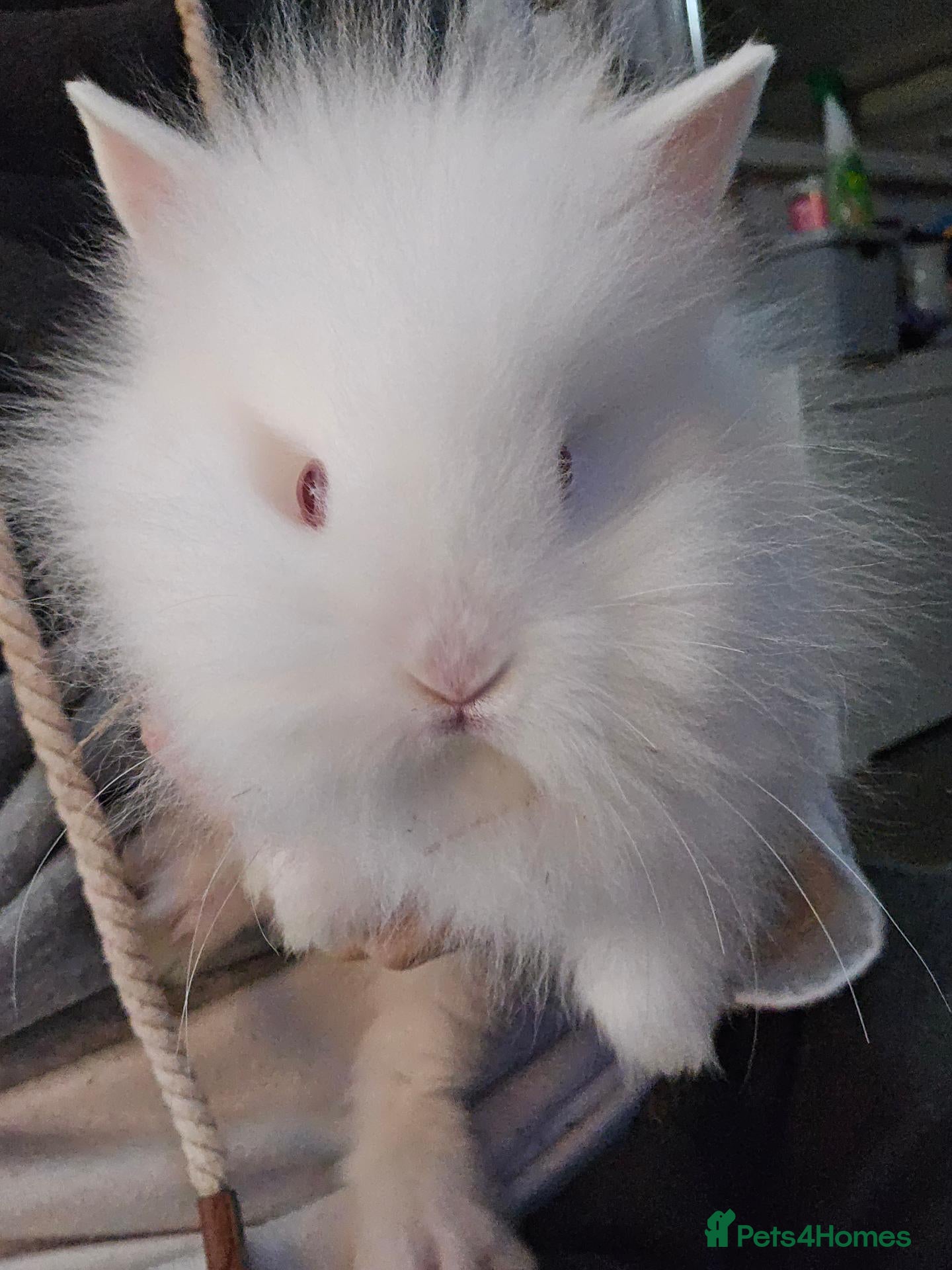 Lionhead rabbits 🐰💕 BEAUTIFUL PUREBRED LIONHEAD Last one! - Advert 7