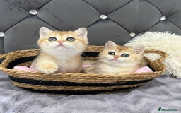 British Shorthair cats for sale: Ready to go Golden BSH Kittens Champ line  in March - Image 10