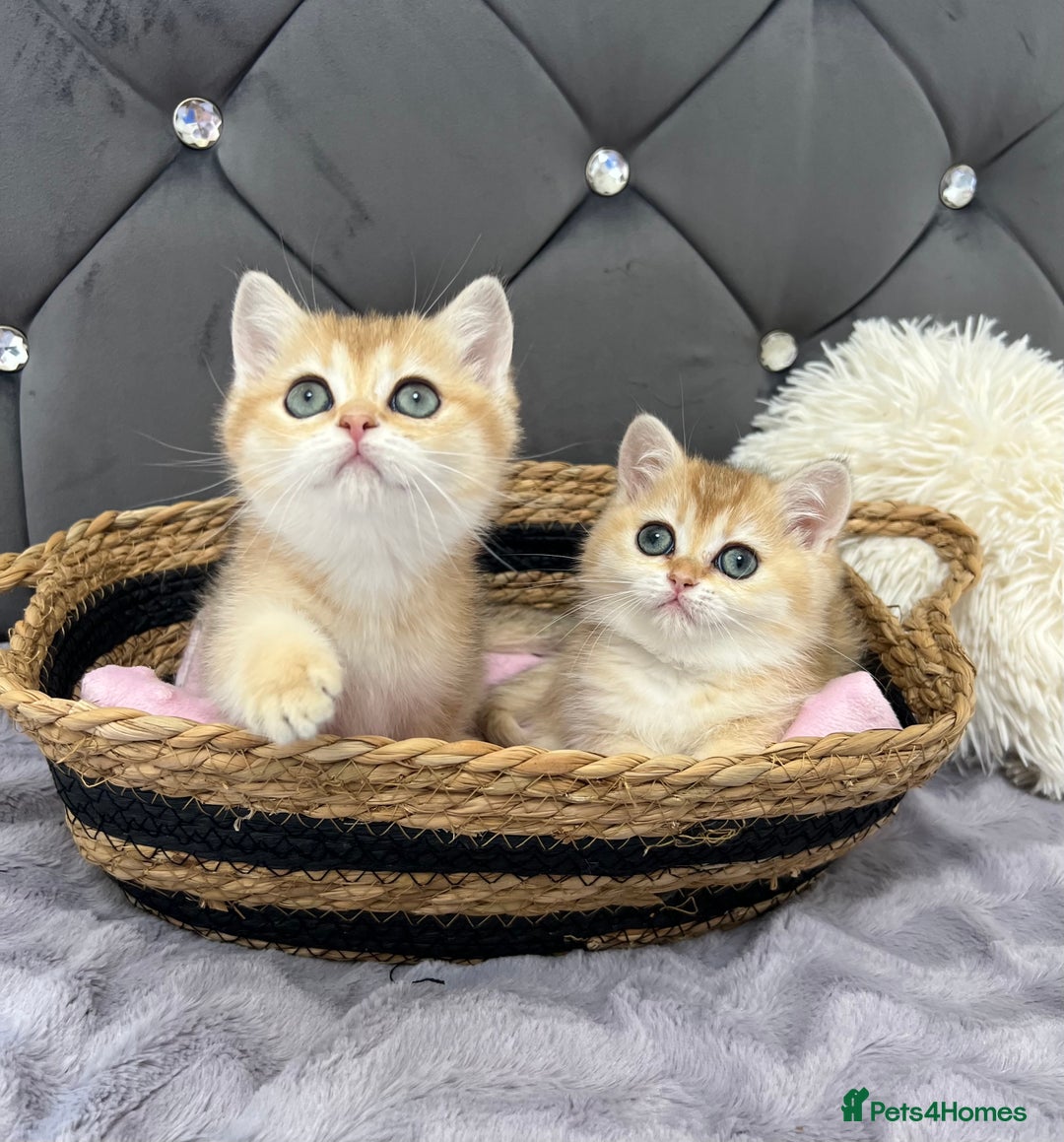 British Shorthair cats for sale: Ready to go Golden BSH Kittens Champ line  in March - Image 10