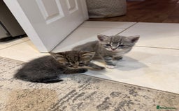 British Shorthair cats for sale: Beautiful cats  - Image 16