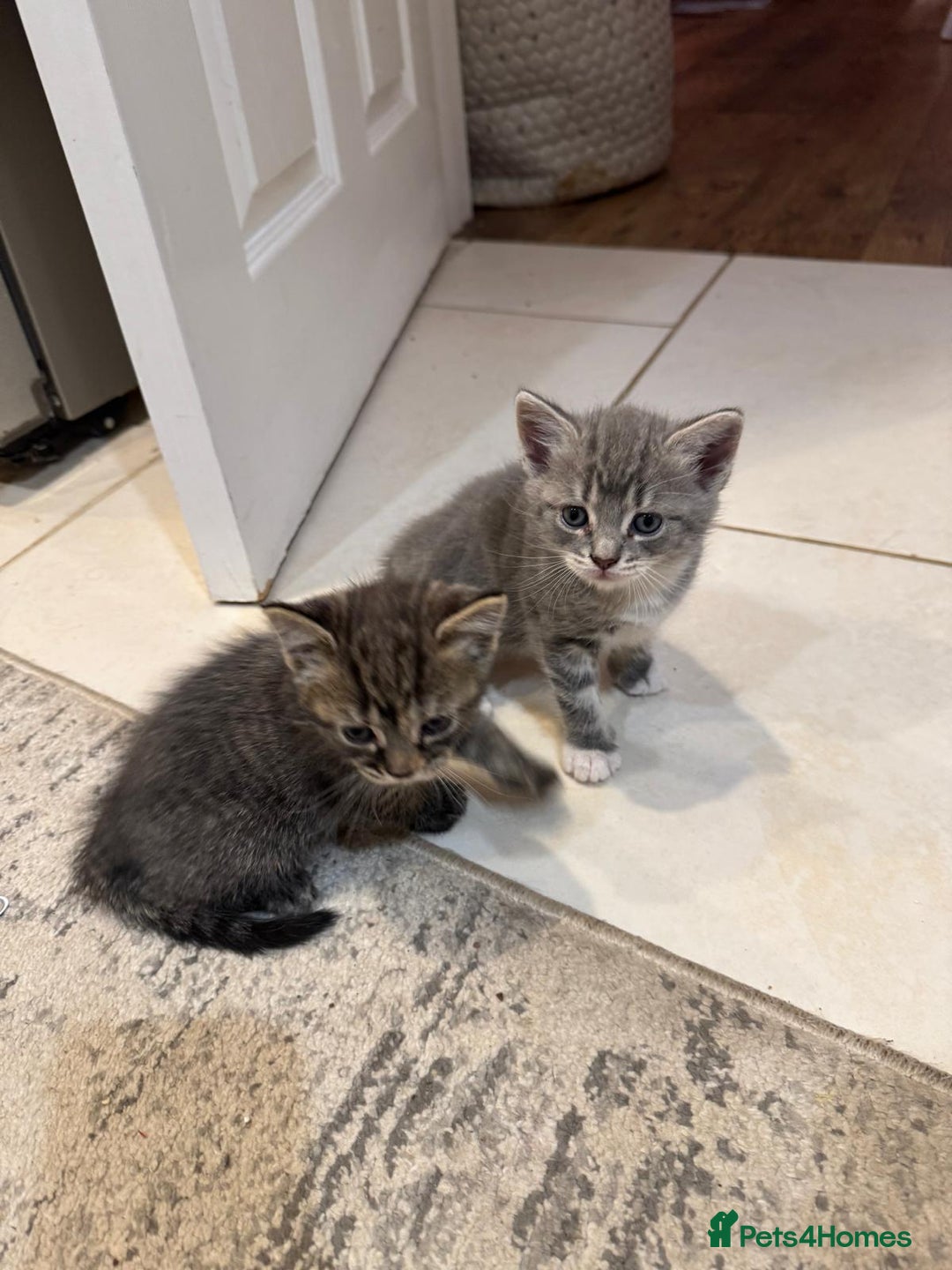 British Shorthair cats for sale: Beautiful cats  - Image 16