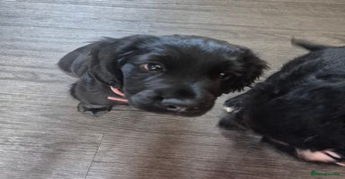 Cocker Spaniel dogs - Advert 2
