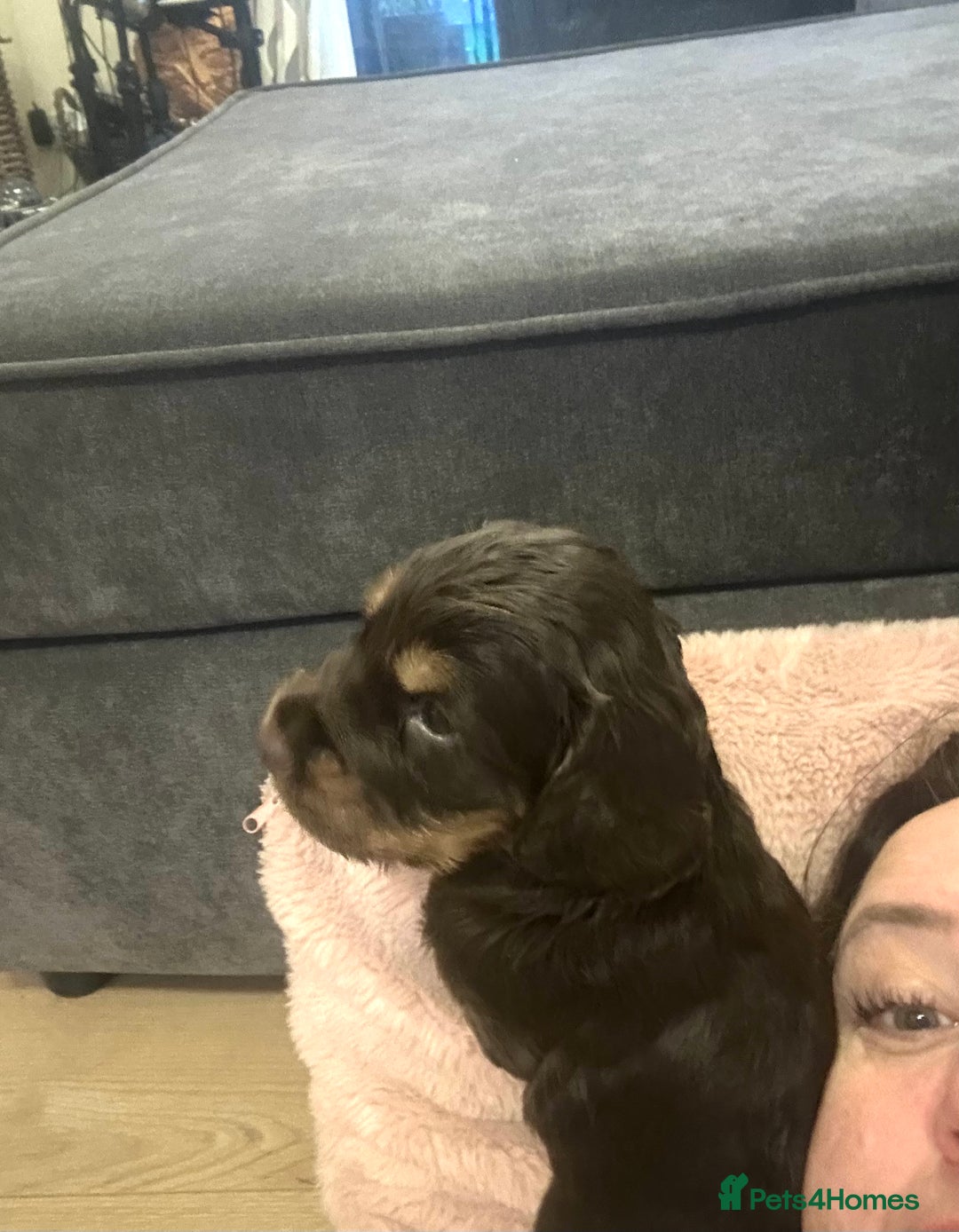 Cocker Spaniel dogs for sale: Cocker Spaniel Puppies- ready 17/12/25 - Advert 22