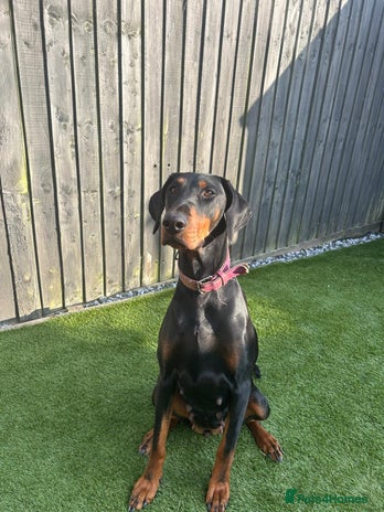 Dobermann dogs - Advert 4