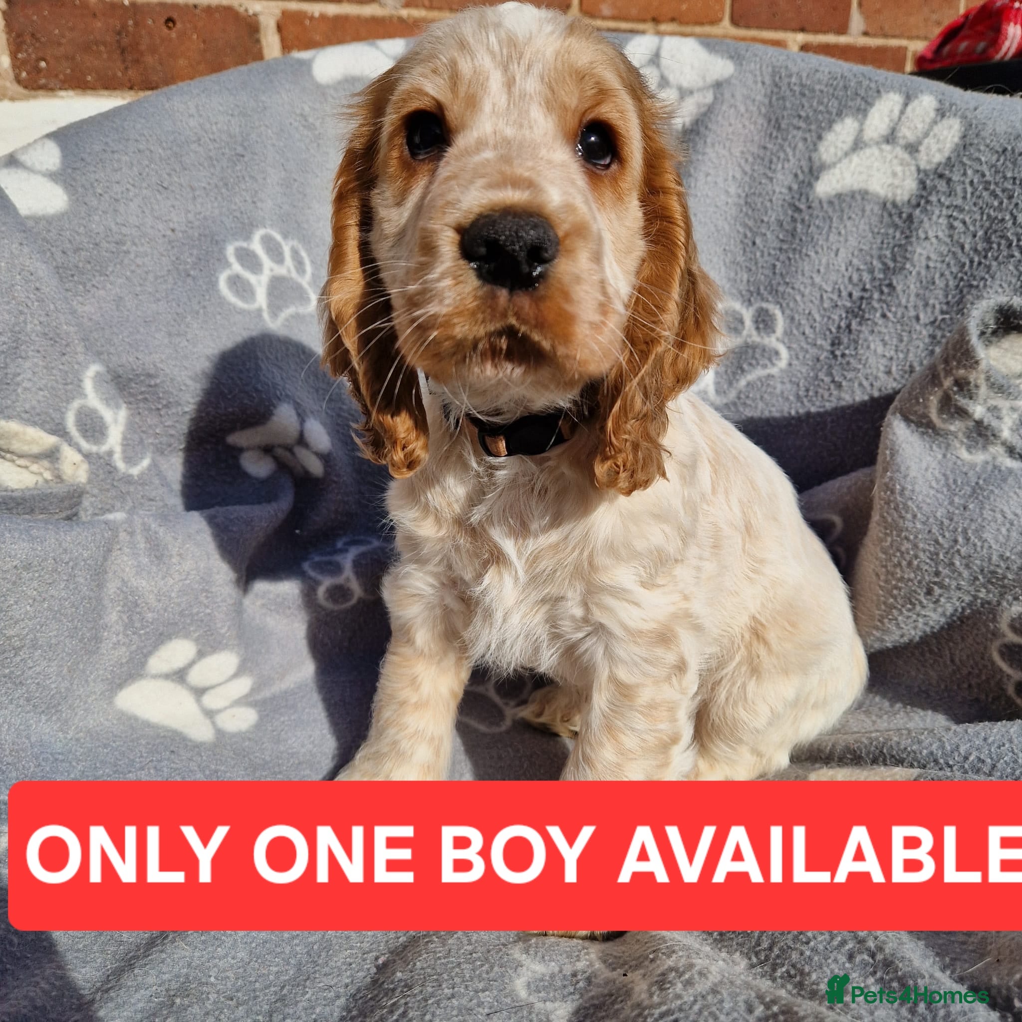 Cocker Spaniel dogs READY NOW 🔥 KC Reg. Show tipe Cocker Spaniel  - Advert 5