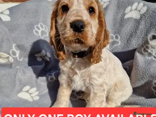 Cocker Spaniel dogs READY NOW 🔥 KC Reg. Show tipe Cocker Spaniel - Advert 5