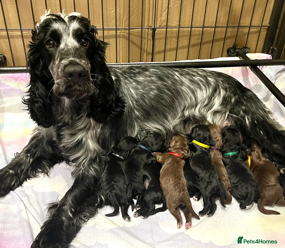 Cockapoo dogs for sale: ❤️Gentle & Affectionate Mini DNA CLEAR F1 Cockapoo - Advert 9