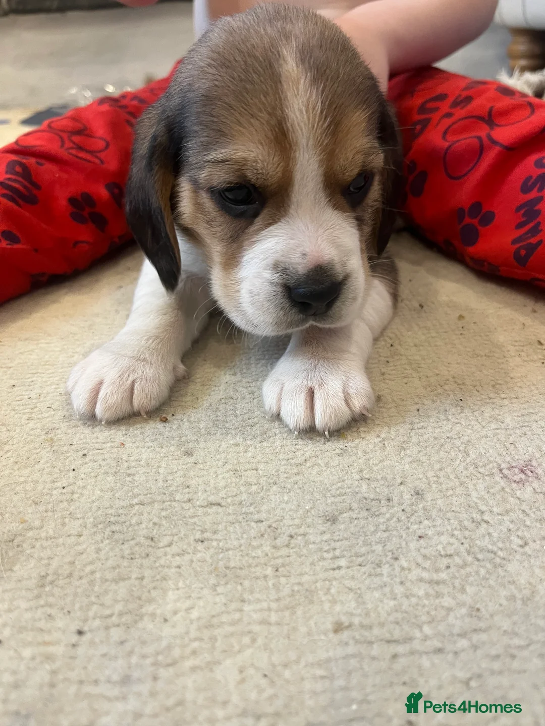 Beagle dogs for sale: Pedigree Beagle Puppies – Ready 7th February 2026  - Advert 6