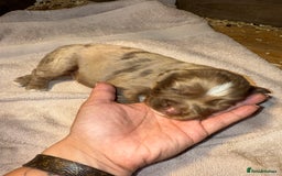 Cocker Spaniel dogs for sale: 4 cocker spaniel Merle pups - Image 8