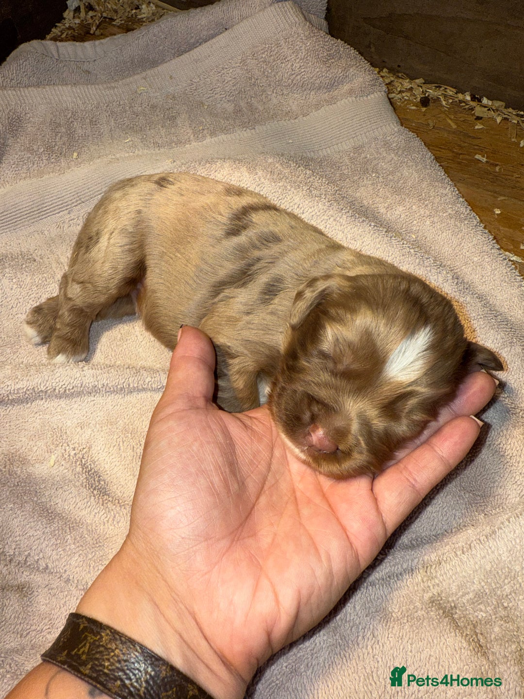 Cocker Spaniel dogs for sale: 4 cocker spaniel Merle pups - Image 8