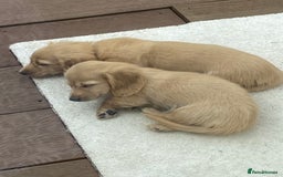 Miniature Dachshund dogs for sale: English Cream Mini Long Haired Dachshund  - Image 8