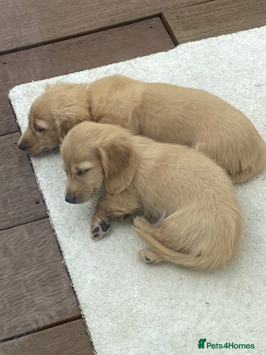 Miniature Dachshund dogs for sale: English Cream Mini Long Haired Dachshund  - Image 8