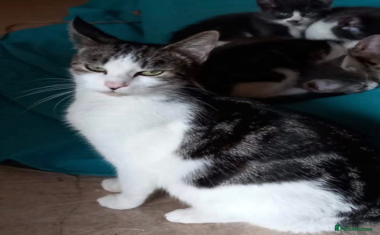 Mixed Breed cats Cute kittens available  - Advert 1