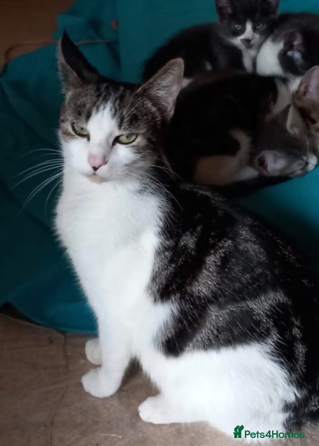 Mixed Breed cats for sale: Tabby kitten available  - Advert 2