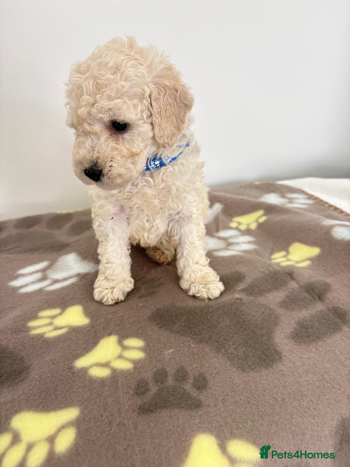 Toy Poodle dogs REDUCED Poodle puppies from health tested parents  - Advert 1