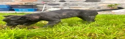 Mixed Breed dogs for sale: Collie x American bulldog  - Advert 10