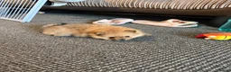 Pomeranian dogs for sale: Pomeranian puppies - Advert 8