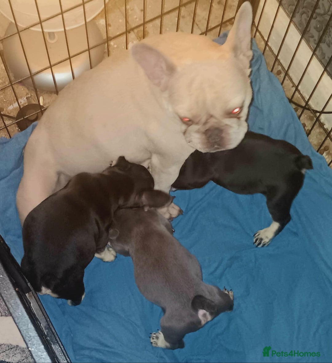 French Bulldog dogs for sale: 3 beautiful French bulldog girls - Image 6