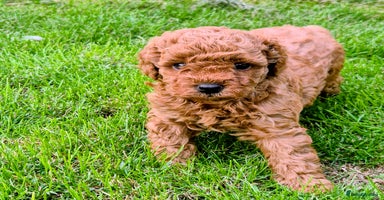 Toy Poodle dogs - Advert 4